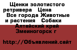 Щенки золотистого ретривера › Цена ­ 15 000 - Все города Животные и растения » Собаки   . Алтайский край,Змеиногорск г.